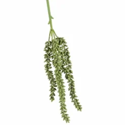 Erwten plantje groen 35 cm