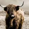 Glasschilderij schotse hooglander 2 afmetingen