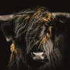 Glasschilderij schotse hooglander in de wind 160x110cm