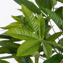 Pachira Kunstplant – H80 x Ø60 cm – Groen