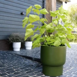 Pot – Roskilde green