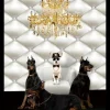 Schilderij poster met zwarte lijst honden dobberman 40x50cm