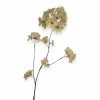 Zijden bloesemtak Prunus Pandora beige/creme – 85cm